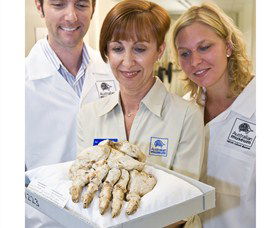 Behind The Scenes Tours At Australian Museum - Accommodation Sunshine Coast 1
