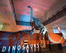 Australian Museum - Accommodation Sunshine Coast 0