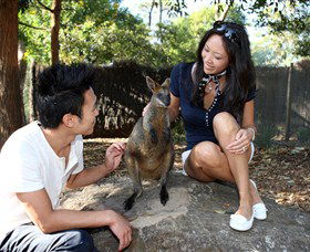 VIP Aussie Gold - Accommodation Sunshine Coast 0