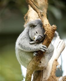 VIP Aussie Gold - Accommodation Sunshine Coast 1