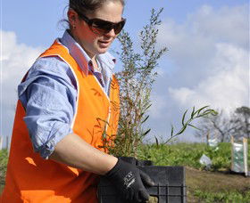 Conservation Volunteers Australia - Sydney - Accommodation Sunshine Coast 3