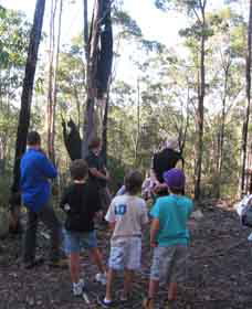 Boronia Tours - Accommodation Sunshine Coast 1