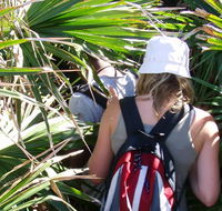 Palm Jungle loop track - Accommodation Sunshine Coast