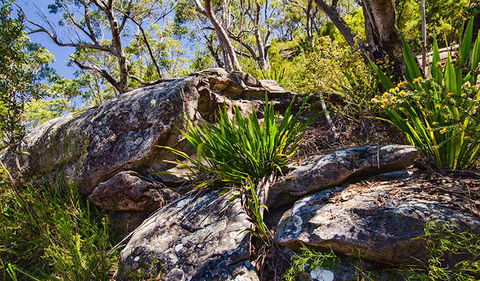 Canoelands Ridge Walking Track - Accommodation Sunshine Coast 1