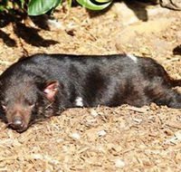 Symbio Wildlife Park - Accommodation Sunshine Coast