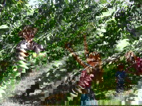 Forest Range Cherries - Accommodation Sunshine Coast 0