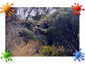 Paintball Skirmish SA - Accommodation Sunshine Coast 2