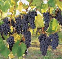Hills Short Wine and Food Trail - Accommodation Sunshine Coast