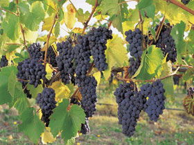 Hills Short Wine And Food Trail - Accommodation Sunshine Coast 0