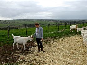 Kangarilla Creamery - Accommodation Sunshine Coast 2