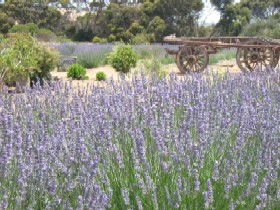 Emu Bay Lavender - Accommodation Sunshine Coast 3