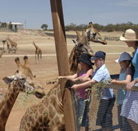 Monarto Open Range Zoo - Accommodation Sunshine Coast