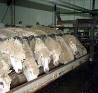 Island Pure Sheep Dairy And Cheese Factory - Accommodation Sunshine Coast