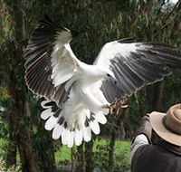 Raptor Domain - Accommodation Sunshine Coast