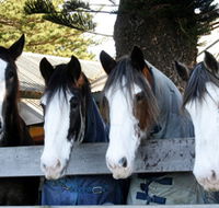 Victor Harbor Horse Drawn Tramway - Accommodation Sunshine Coast
