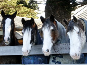 Victor Harbor Horse Drawn Tramway - Accommodation Sunshine Coast 0
