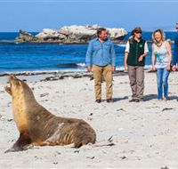 Seal Bay Conservation Park - Accommodation Sunshine Coast