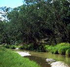 Salvator Rosa Section - Carnarvon National Park - Accommodation Sunshine Coast