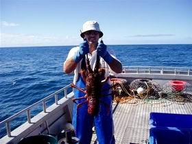 Lacepede Seafood - Accommodation Sunshine Coast 2