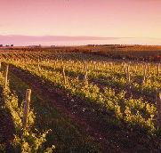 Ralph Fowler Wines - Accommodation Sunshine Coast