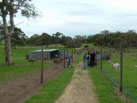 Avenue Emus - Accommodation Sunshine Coast 0