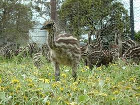 Avenue Emus - Accommodation Sunshine Coast 1