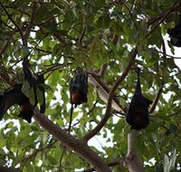 Manngarre Rainforest Walk - Accommodation Sunshine Coast