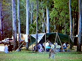 Carnarvon Gorge, Carnarvon National Park - Accommodation Sunshine Coast 2