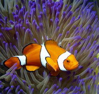 Reef HQ Aquarium - Accommodation Sunshine Coast