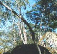 Dergholm State Park - Accommodation Sunshine Coast