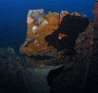 Lady Bowen Dive Site - Accommodation Sunshine Coast