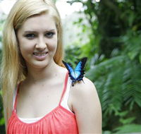 Australian Butterfly Sanctuary - Accommodation Sunshine Coast