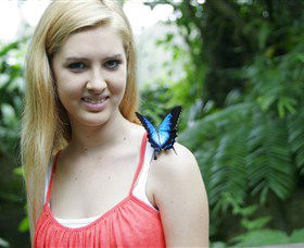 Australian Butterfly Sanctuary - Accommodation Sunshine Coast 0