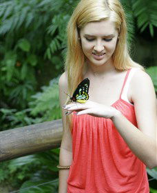 Australian Butterfly Sanctuary - Accommodation Sunshine Coast 1