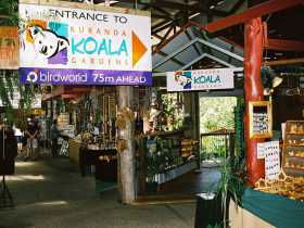 Kuranda Koala Gardens - Accommodation Sunshine Coast 3