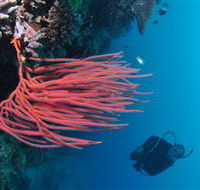 Eddy Reef Dive Site - Accommodation Sunshine Coast