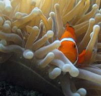 Beaver Reef Dive Site - Accommodation Sunshine Coast