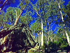 Blackdown Tableland National Park - Accommodation Sunshine Coast 3