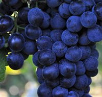 De Bortoli Wines Bilbul - Accommodation Sunshine Coast