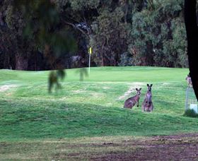 Deniliquin Golf Club - Accommodation Sunshine Coast 2
