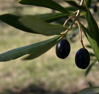 Red Rock Olives - Accommodation Sunshine Coast