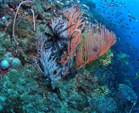 SS Yongala Dive Site - Accommodation Sunshine Coast 0