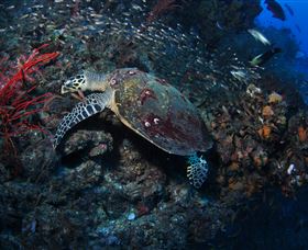 SS Yongala Dive Site - Accommodation Sunshine Coast 3