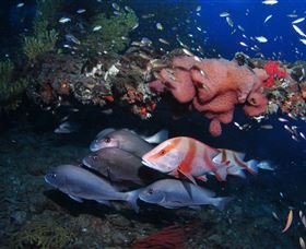SS Yongala Dive Site - Accommodation Sunshine Coast 2
