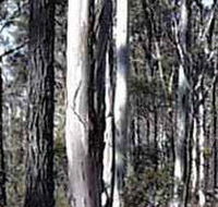 Kooyoora State Park - Accommodation Sunshine Coast