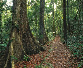 Eungella National Park - Accommodation Sunshine Coast 1