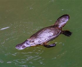 Platypus Viewing At Broken River - Accommodation Sunshine Coast 0