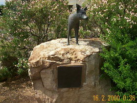 Dingo Statue - Accommodation Sunshine Coast 0