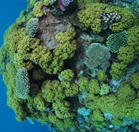 Keeper Reef Dive Site - Accommodation Sunshine Coast