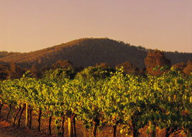 Taltarni Vineyards - Accommodation Sunshine Coast 0